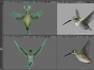 Beija-flor animado Modelo 3D