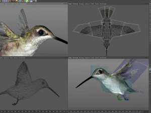 Beija-flor animado Modelo 3D