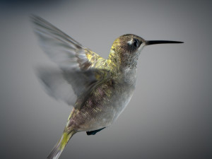 Animated hummingbird 3D मॉडल