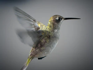 Beija-flor animado Modelo 3D