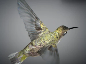 Beija-flor animado Modelo 3D