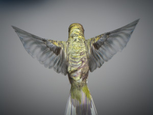 Animated hummingbird 3D मॉडल