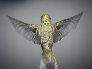 Beija-flor animado Modelo 3D