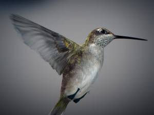 Animated hummingbird 3D मॉडल