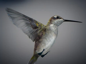 Beija-flor animado Modelo 3D