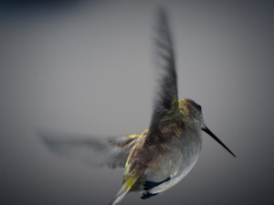 Animated hummingbird 3D मॉडल