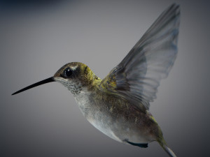 Animated hummingbird 3D मॉडल