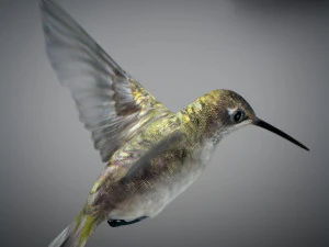 Beija-flor animado Modelo 3D