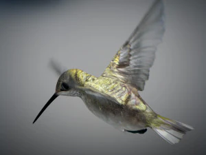 Beija-flor animado Modelo 3D