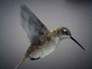 Beija-flor animado Modelo 3D