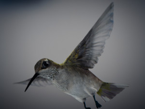 Animated hummingbird 3D मॉडल