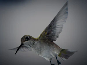 Beija-flor animado Modelo 3D