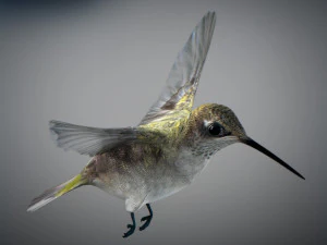 Beija-flor animado Modelo 3D