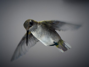 Animated hummingbird 3D मॉडल