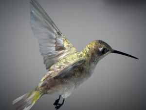 Animated hummingbird 3D मॉडल