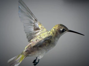 Beija-flor animado Modelo 3D