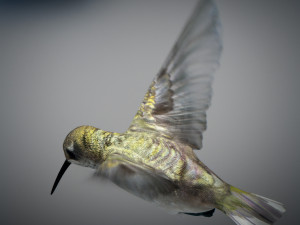 Animated hummingbird 3D मॉडल