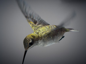 Animated hummingbird 3D मॉडल