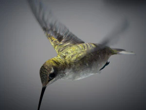 Beija-flor animado Modelo 3D