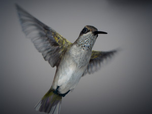 Animated hummingbird 3D मॉडल