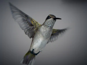 Beija-flor animado Modelo 3D