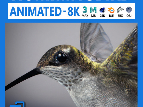 Animated hummingbird 3D-Modell
