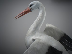 animated stork Modello 3D