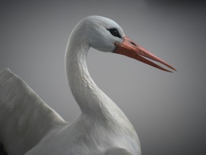 animated stork Modello 3D