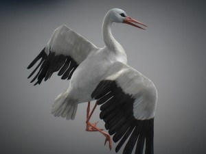 animated stork Modello 3D