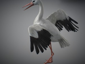 animated stork Modello 3D