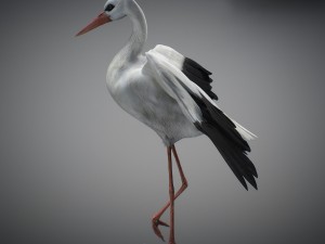 animated stork Modello 3D
