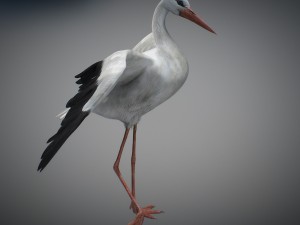 animated stork Modello 3D