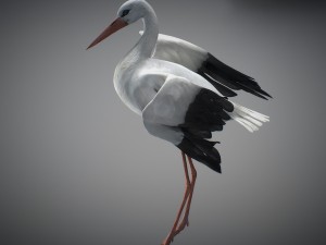 animated stork Modello 3D
