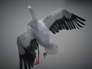 animated stork Modello 3D
