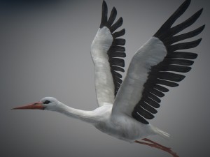 animated stork Modello 3D