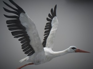 animated stork Modello 3D