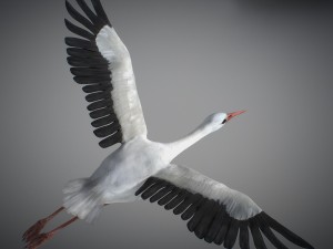 animated stork Modello 3D