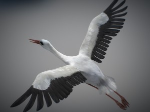 animated stork Modello 3D