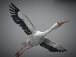 animated stork Modello 3D
