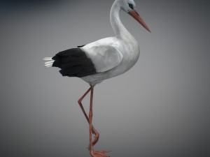 animated stork Modello 3D