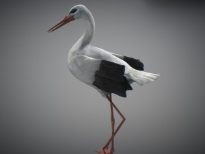 animated stork Modello 3D