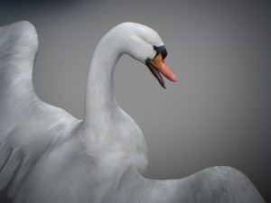animated swan 3D Model