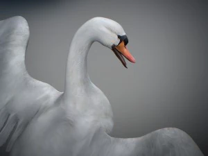 Animated swan 3D Model