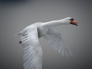 animated swan 3D Model