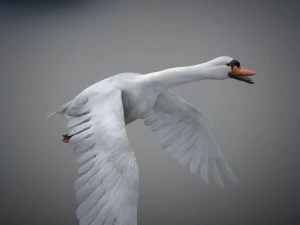Animated swan 3D Model