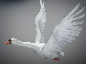 animated swan 3D Model