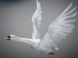 Animated swan 3D Model