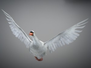 animated swan 3D Model