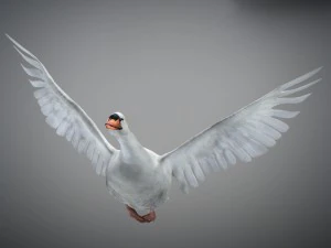 Animated swan 3D Model