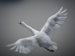 animated swan 3D Model